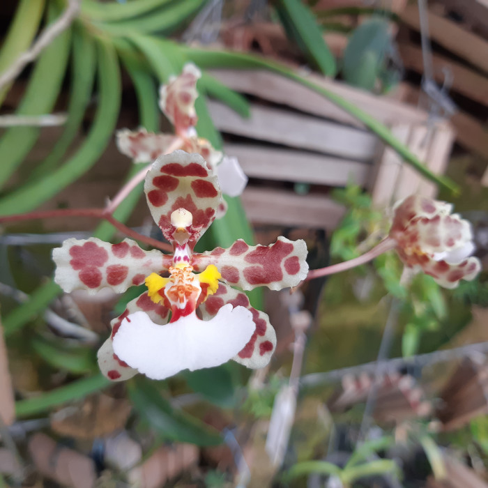 Orquídea Oncidium Jonesianum