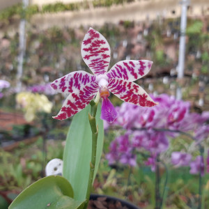 Orquídea Phalaenopsis lueddemanniana