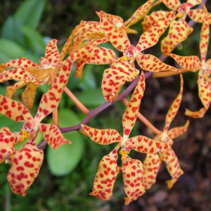 Orquídeas Renanthera Monachica