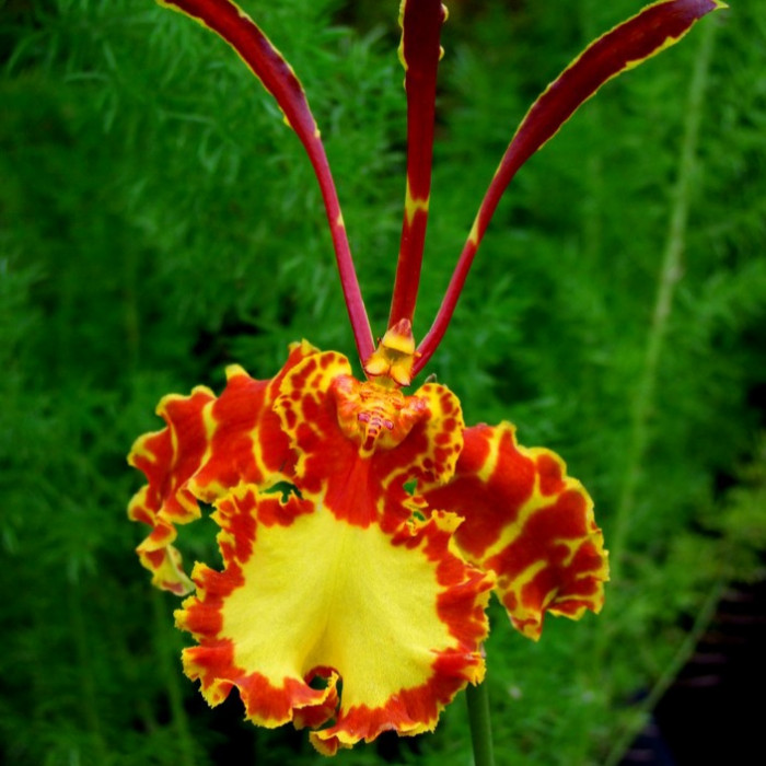 Orquídea Psychopsis papilio