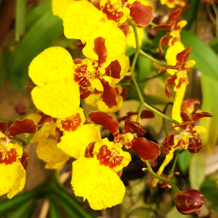 Orquídea Oncidium Mineiro