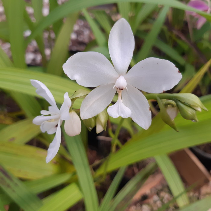 Orquídea Spathoglottis Branca 