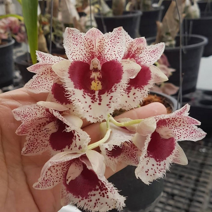 Orquídea Catasetum clowesia penang waltz