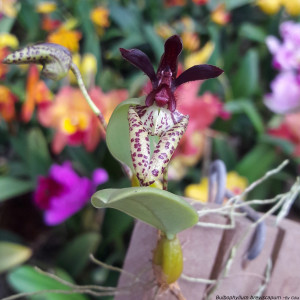 Orquídea Bulbophyllum breviscapum