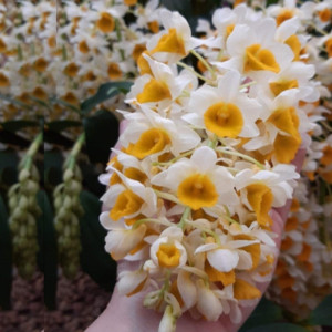 Orquídea Dendrobium thyrsiflorum