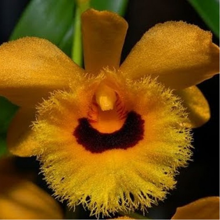 Orquídea Dendrobium Fimbriatum
