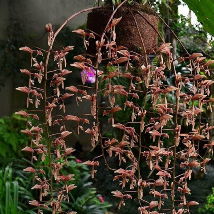 Orquídea Gongora Bufonia