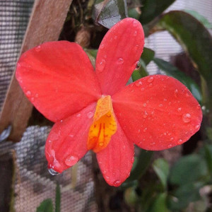 Orquídea Sophronitis brevipedunculata