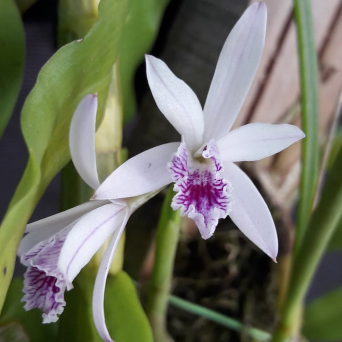 Orquídea Laelia Lundii