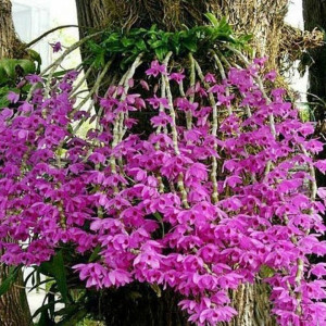 Orquídea Dendrobium Anosmum tipo