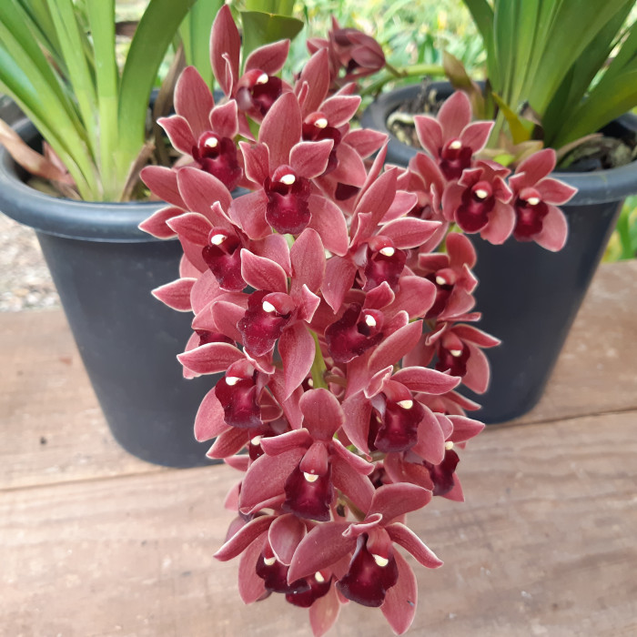 Orquídea Cymbidium Dorothy