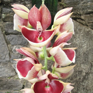 Orquídea Catasetum pileatum Imperiale Pierre Couret 