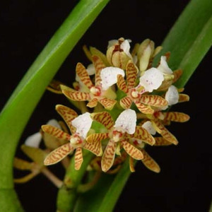 Orquídea Acampe Papilosa