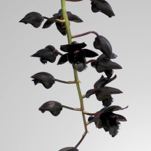 Orquídea Catasetum fredclarkeara midnigth lace