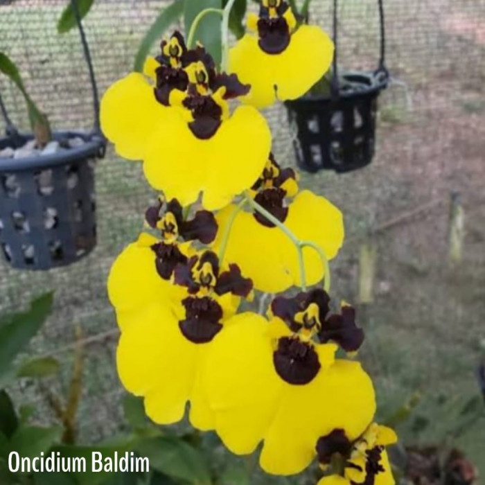Orquídea Oncidium Baldim