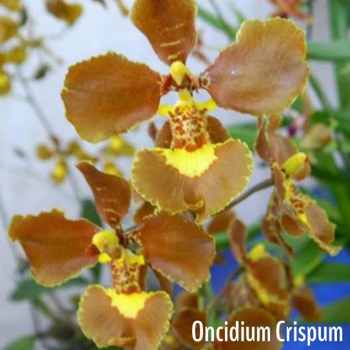 Orquídea Oncidium Crispum