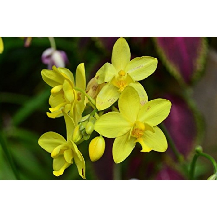 Orquídea Spathoglottis Amarela