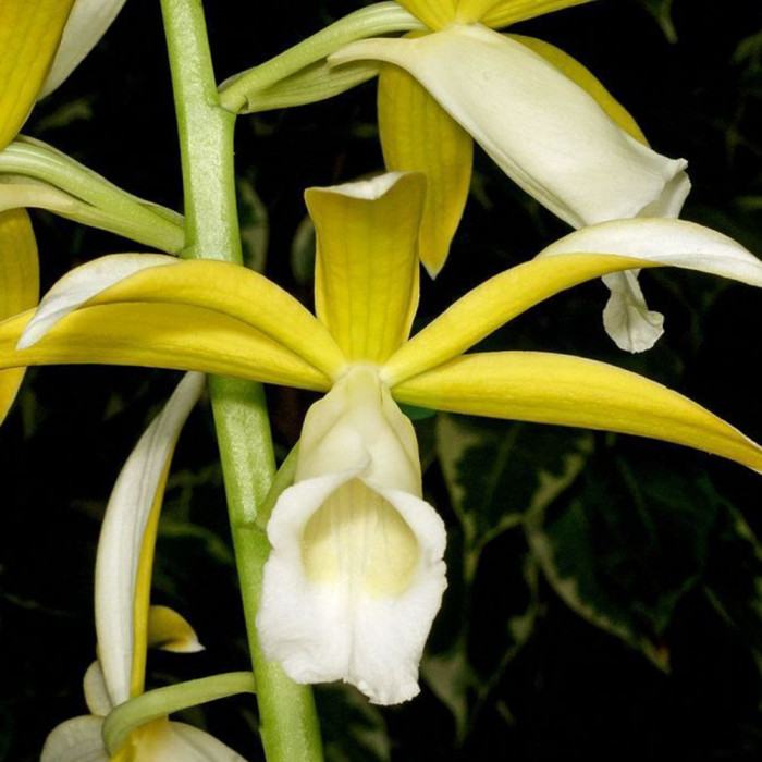 Orquídea Phaius Tankervilleae Albo