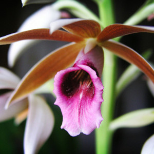 Orquídea Phaius Tankervilleae