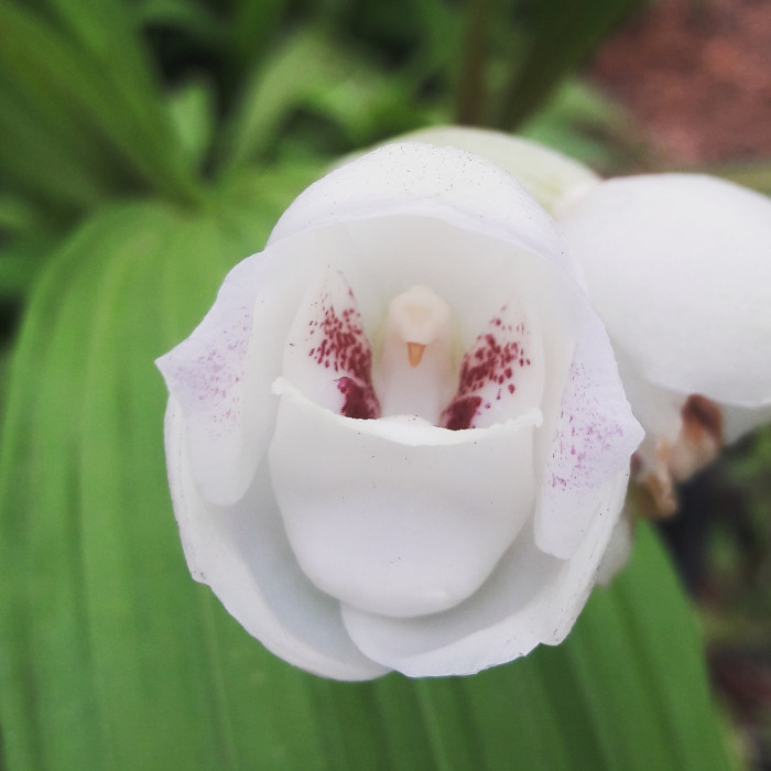 Orquídea Peristela Elata (mudas)