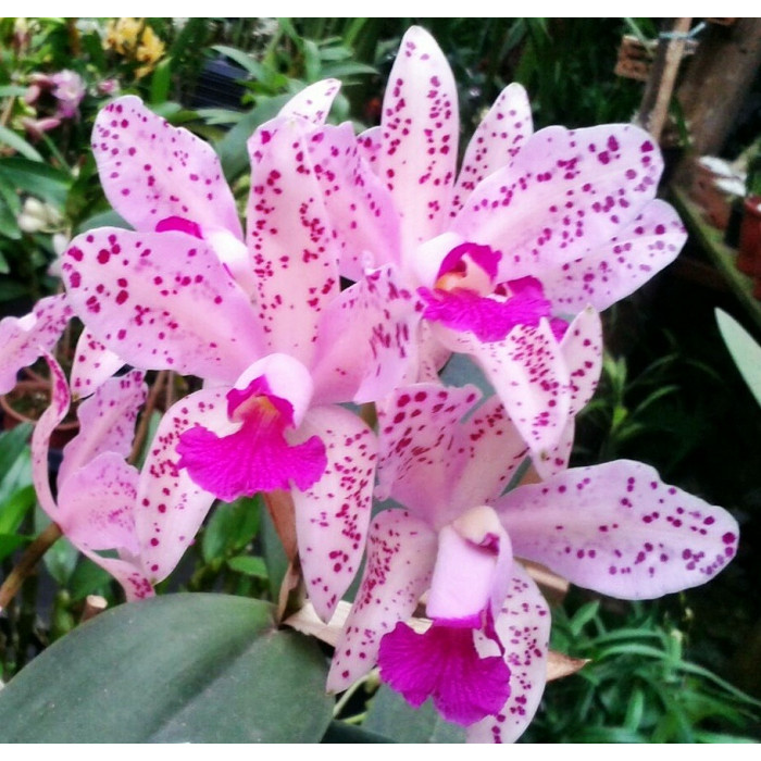 Orquídea Cattleya amethystoglossum