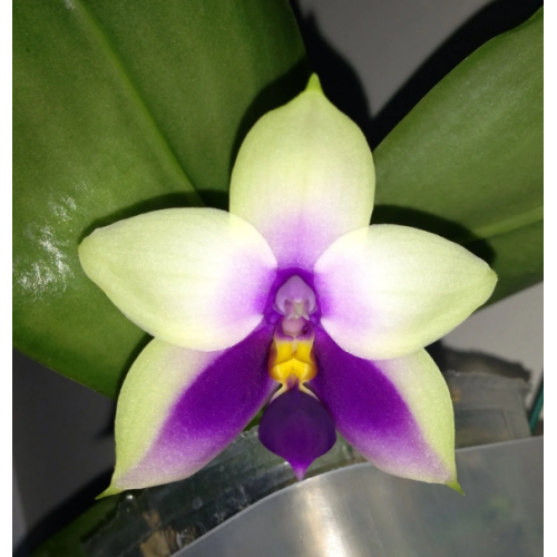 Orquídea Phalaenopsis Belina "blue"