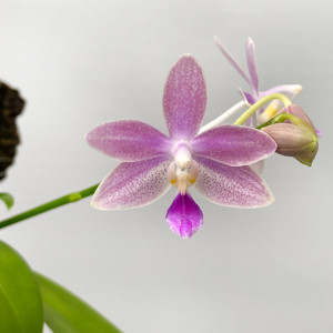 Phalaenopsis Speciosa x Equestris "rosea"