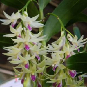 Orquídea Dendrobium Amethystoglossum