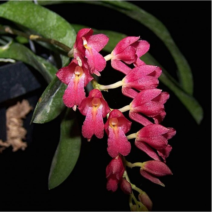 Orquídea Rodriguezia lanceolata Vermelha